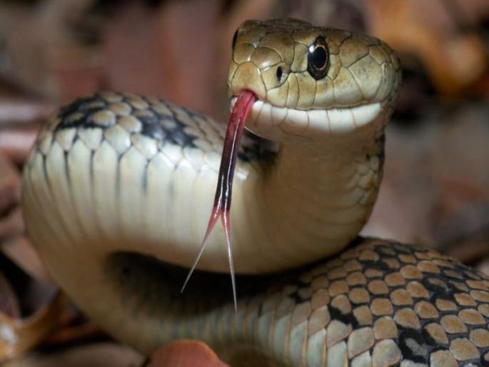 The worker was bitten by a snake while cutting sugarcane, and a magician was called to remove the poison; Other ... | ऊसतोडणी सुरु असताना कामगाराला सर्पदंश झाला, विष उतरवण्यासाठी मांत्रिक बोलावला; अन्...      The worker was bitten by a snake while cutting sugarcane, and a magician was called to remove the poison; Other ... | ऊसतोडणी सुरु असताना कामगाराला सर्पदंश झाला, विष उतरवण्यासाठी मांत्रिक बोलावला; अन्...