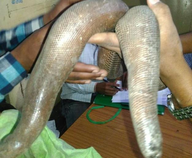 The deal was done in two and a half million arrests | दुर्मीळ दुतोंड्या सापासह चौघांना अटक, अडीच कोटीचा ठरला होता सौदा