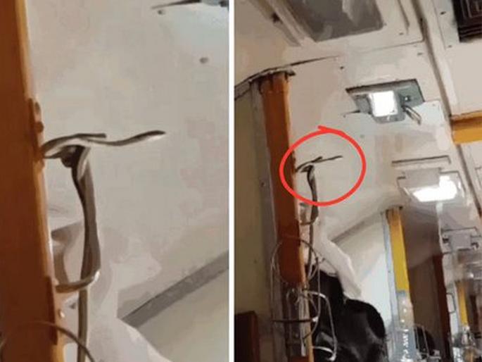 snake was spotted in the Jabalpur-Mumbai Gareeb Rath Express coach video viral | बापरे बाप, धावत्या रेल्वेत निघाला भलामोठा साप; प्रवाशांची धावपळ उडाली, पहा Video... snake was spotted in the Jabalpur-Mumbai Gareeb Rath Express coach video viral | बापरे बाप, धावत्या रेल्वेत निघाला भलामोठा साप; प्रवाशांची धावपळ उडाली, पहा Video...