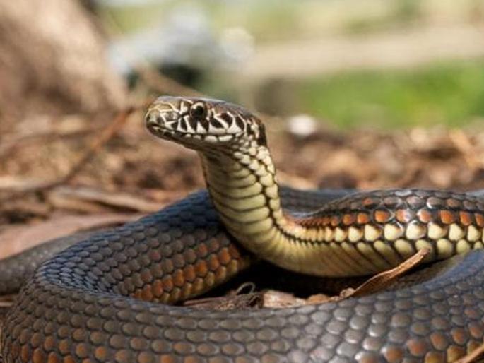 Treatment to snake bite from exorcist, tribal woman died in Melghat | सर्पदंशावर भूमकाकडे उपचार, मेळघाटातील आदिवासी महिलेचा मृत्यू