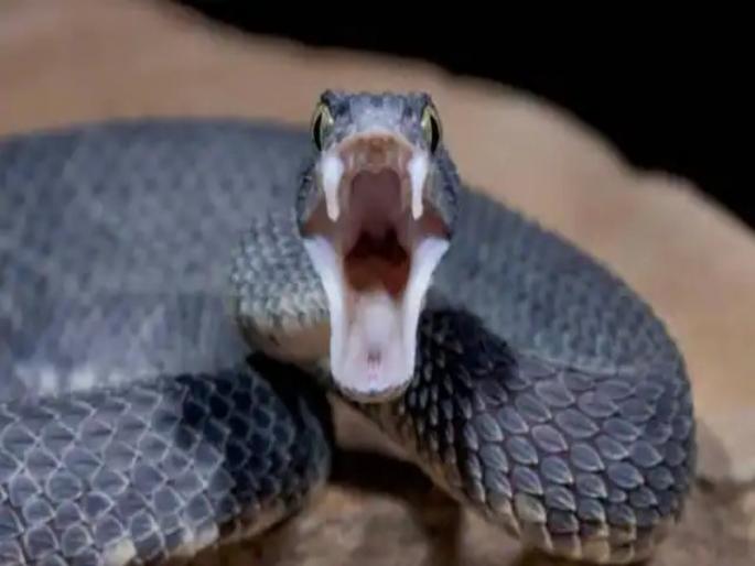 16 year old boy bitten by snake in Velhe taluka Admission to ICU due to lack of health facilities in the village | वेल्हे तालुक्यात १६ वर्षीय मुलाला सर्पदंश; गावातील आरोग्य सुविधांच्या अभावामुळे आयसीयूत दाखल 16 year old boy bitten by snake in Velhe taluka Admission to ICU due to lack of health facilities in the village | वेल्हे तालुक्यात १६ वर्षीय मुलाला सर्पदंश; गावातील आरोग्य सुविधांच्या अभावामुळे आयसीयूत दाखल