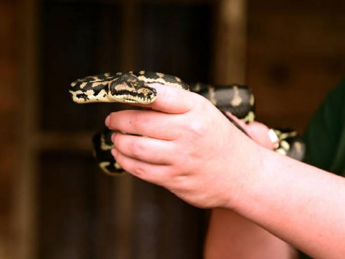 Should you pay a snake charmer who catches a snake without caring about his own life? | स्वत:च्या जिवाची पर्वा न करता सापाला पकडून नेणाऱ्या सर्पमित्राला पैसे द्यायचे का?