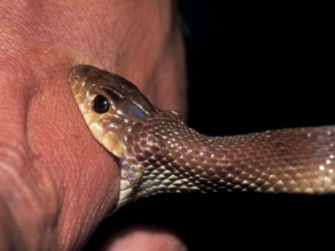 112 persons bitten by snakes in Latur district in three months; Disaster was averted due to immediate treatment | लातूर जिल्ह्यात तीन महिन्यांत ११२ व्यक्तींना सर्पदंश; तत्काळ उपचार मिळाल्याने अनर्थ टळला 112 persons bitten by snakes in Latur district in three months; Disaster was averted due to immediate treatment | लातूर जिल्ह्यात तीन महिन्यांत ११२ व्यक्तींना सर्पदंश; तत्काळ उपचार मिळाल्याने अनर्थ टळला