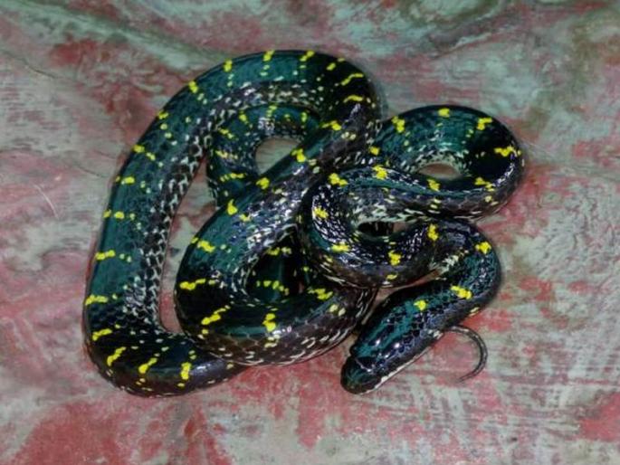 The birth of rare rare snakes given through artificial process, the first experiment in India | कृत्रिम प्रक्रियेतून दिला दुर्मिळ बिनविषारी सापांना जन्म, भारतातील पहिलाच प्रयोग The birth of rare rare snakes given through artificial process, the first experiment in India | कृत्रिम प्रक्रियेतून दिला दुर्मिळ बिनविषारी सापांना जन्म, भारतातील पहिलाच प्रयोग