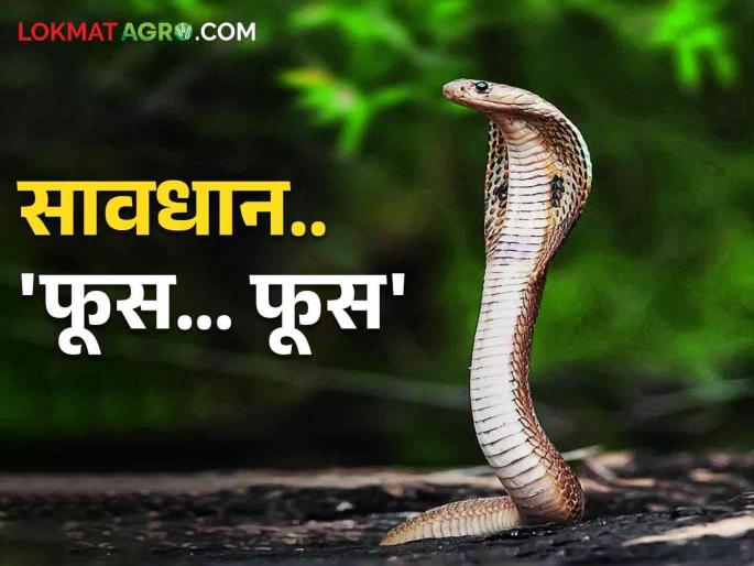 Why do snakes come out only in rainy season.. How to take care | Snake Bite पावसाळ्यातच का निघतात साप.. कशी घ्याल काळजी Why do snakes come out only in rainy season.. How to take care | Snake Bite पावसाळ्यातच का निघतात साप.. कशी घ्याल काळजी