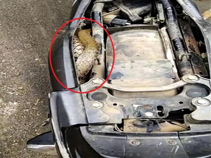 ... and the snake left the bike seat; Ex-serviceman's wife flown up Bhumbari | ...अन् दुचाकीच्या सीटखाली निघाला साप; माजी सैनिकासह पत्नीची उडाली भंबेरी ... and the snake left the bike seat; Ex-serviceman's wife flown up Bhumbari | ...अन् दुचाकीच्या सीटखाली निघाला साप; माजी सैनिकासह पत्नीची उडाली भंबेरी
