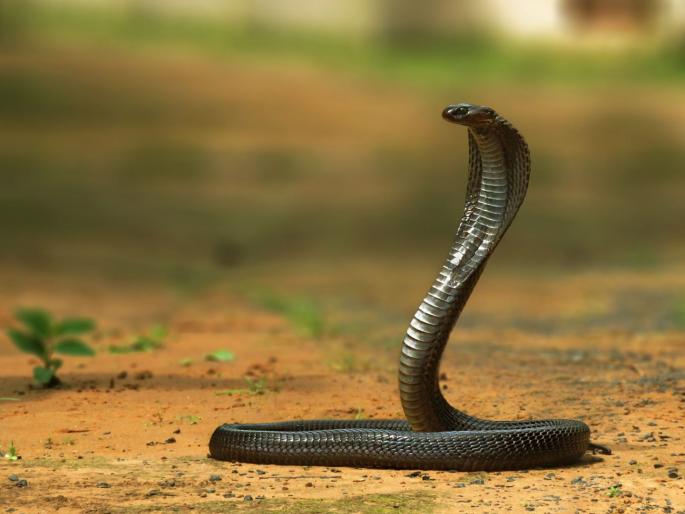 In Badlapur, a woman was murdered by snakebite; the police have arrested four people, including her husband | मित्रांकडून मागवला विषारी साप, सर्पदंशाने पत्नीची केली हत्या; ३ वर्षांनी झाला उलगडा, पतीला अटक In Badlapur, a woman was murdered by snakebite; the police have arrested four people, including her husband | मित्रांकडून मागवला विषारी साप, सर्पदंशाने पत्नीची केली हत्या; ३ वर्षांनी झाला उलगडा, पतीला अटक