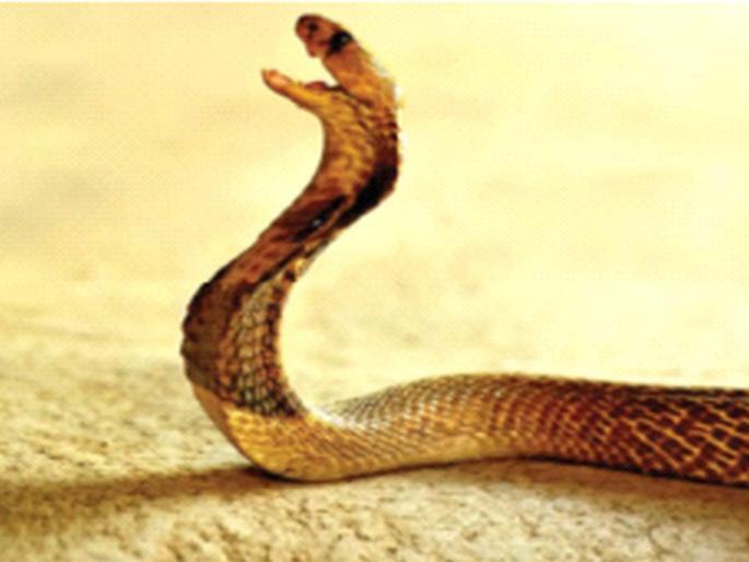 183 incidents of snake bites in Raigad district during the year | रायगड जिल्ह्यात वर्षभरात सर्पदंशाच्या 183 घटना 
