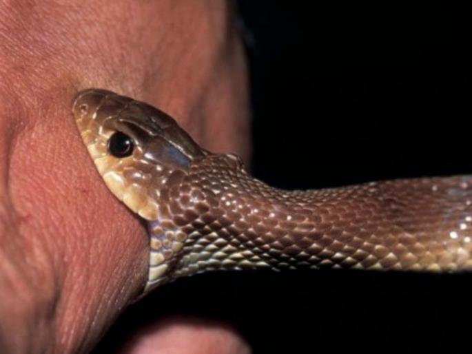 A girl was bitten by a snake 12 times in 42 days; but what was the real reason? The doctor said... | ४२ दिवसांत तब्बल १२ वेळा मुलीला चावला साप; पण नेमकं कारण तरी काय? डॉक्टर म्हणाले... A girl was bitten by a snake 12 times in 42 days; but what was the real reason? The doctor said... | ४२ दिवसांत तब्बल १२ वेळा मुलीला चावला साप; पण नेमकं कारण तरी काय? डॉक्टर म्हणाले...