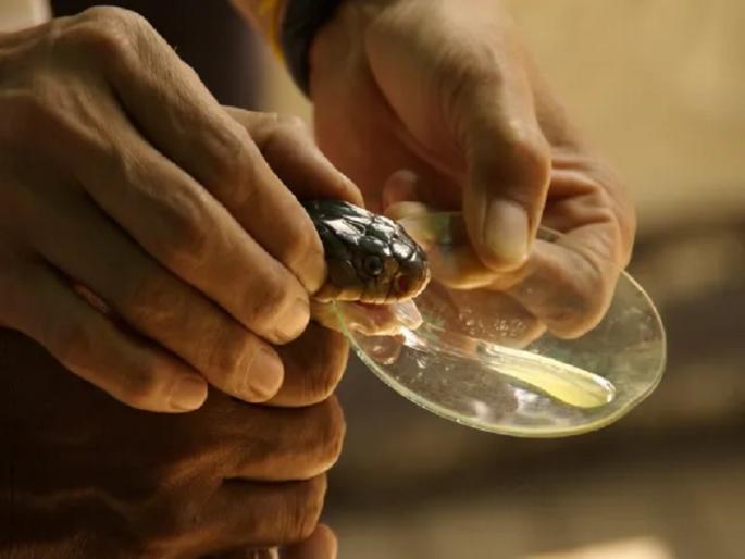 Naga Panchami special A snake bite is taken on the tongue for an intoxicating thrill; Zing for 2 to 3 days | नशेच्या थ्रिलसाठी चक्क जिभेवर घेतला जातोय स्नेक बाइट; २ ते ३ दिवसांपर्यंत झिंग