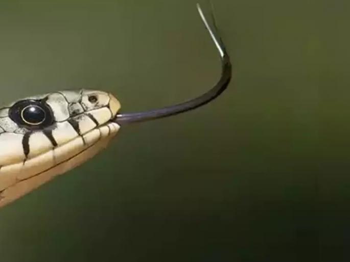 A snake entered the kitchen and bitten the girl who was cooking | स्वयंपाक घरात साप शिरला जेवण बनवणाऱ्या मुलीस दंश!