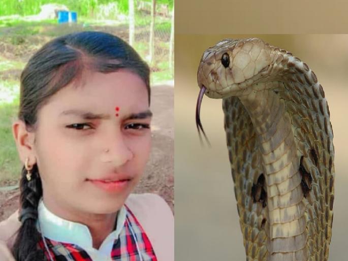 School girl dies of snakebite in Sankh Sangli District | Sangli: सर्पदंशाने शाळकरी मुलीचा मृत्यू