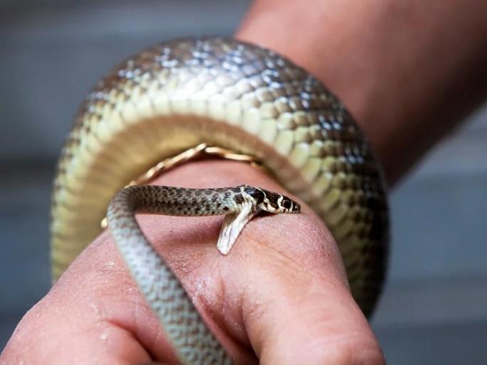 Give free treatment for snake bite | सर्पदंश झाल्यावर मोफत उपचार द्या- निशिगंधा नाईक Give free treatment for snake bite | सर्पदंश झाल्यावर मोफत उपचार द्या- निशिगंधा नाईक