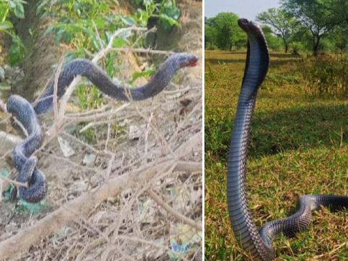 Attacks by birds, ants on injured cobra stuck in thorns; In the end, lives were saved | थरारक! काट्यात अडकलेल्या जखमी कोब्रावर पक्षी, मुंग्यांचा हल्ला; अखेर असे वाचले प्राण