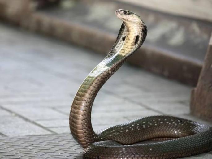 Shocking incident! One-year-old boy bitten by a snake, the cobra died | धक्कादायक घटना! एक वर्षाच्या मुलाने नागाचा चावा घेतला, कोब्राचा मृत्यू झाला; पण मुलगाही... Shocking incident! One-year-old boy bitten by a snake, the cobra died | धक्कादायक घटना! एक वर्षाच्या मुलाने नागाचा चावा घेतला, कोब्राचा मृत्यू झाला; पण मुलगाही...