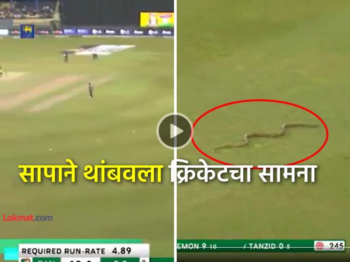 Sri Lanka vs Bangladesh 1st ODI Video viral snake entered colombo cricket ground while live match watch | Video: साप... साप... Live सामन्यात घडला विचित्र प्रकार, भरमैदानात उडाला गोंधळ अन् मग...