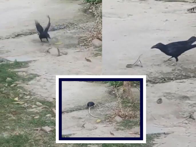 Snake-crow fight on the road Who lost, who won Watch the thrilling VIDEO | रस्त्यावरच साप-कावळ्याचं 'द्वंद्वयुद्ध'! कोण हरलं, कोण जिंकलं? बघा थरारक VIDEO Snake-crow fight on the road Who lost, who won Watch the thrilling VIDEO | रस्त्यावरच साप-कावळ्याचं 'द्वंद्वयुद्ध'! कोण हरलं, कोण जिंकलं? बघा थरारक VIDEO