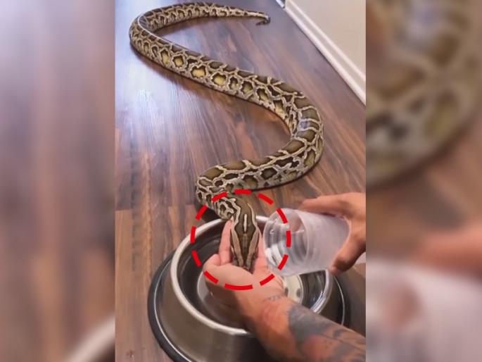 snake drinking water from man's hand bizarre video goes viral | आररं खतरनाक! सापाला ओंजळीने पाणी भरवतोय, याच धाडस पाहुन नेटकरी झाले हैराण snake drinking water from man's hand bizarre video goes viral | आररं खतरनाक! सापाला ओंजळीने पाणी भरवतोय, याच धाडस पाहुन नेटकरी झाले हैराण