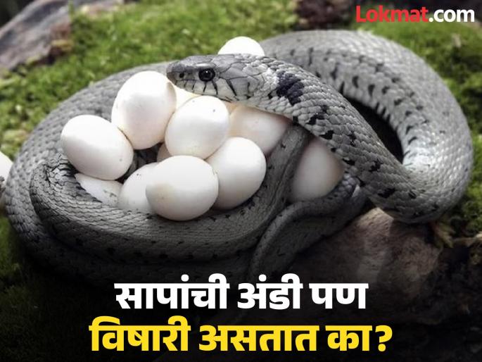 Can snake egg have poisonous know facts about snake facts | सापाच्या अंड्यांमध्ये असतं का विष? जाणून घ्या नेमकं काय आहे तथ्य! Can snake egg have poisonous know facts about snake facts | सापाच्या अंड्यांमध्ये असतं का विष? जाणून घ्या नेमकं काय आहे तथ्य!