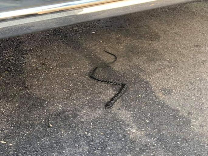 Woman fathima dawood screams after seeing snake in realit it s this | साप... साप ओरडत सुटली महिला अन् जवळ जाऊन पाहते तर... Woman fathima dawood screams after seeing snake in realit it s this | साप... साप ओरडत सुटली महिला अन् जवळ जाऊन पाहते तर...