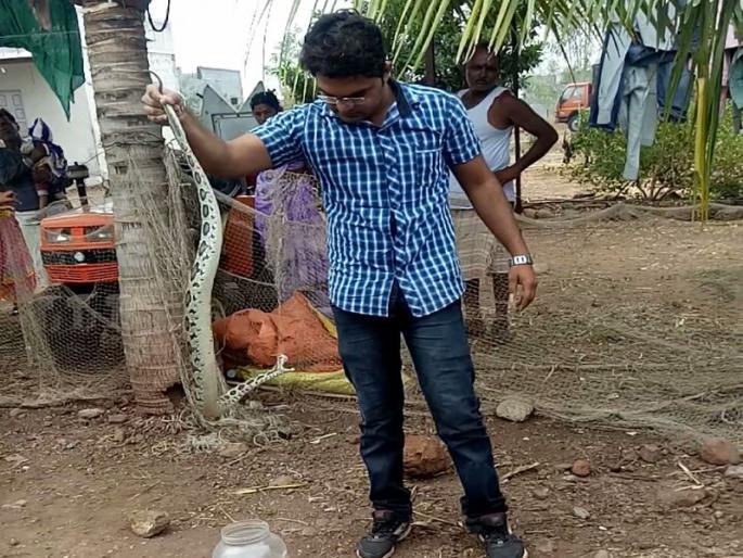 find ghonas snake in indapur farm | शेतातील जाळ्यात अडकलेल्या अतिविषारी घोणस जातीच्या नर मादीला इंदापुरात जीवदान find ghonas snake in indapur farm | शेतातील जाळ्यात अडकलेल्या अतिविषारी घोणस जातीच्या नर मादीला इंदापुरात जीवदान