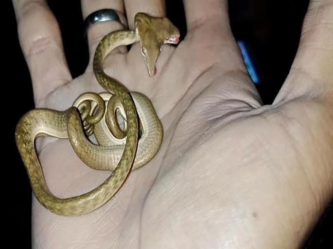 USA new jersey rare two headed snake named double dave | 'या' ठिकाणी सापडला दोन तोंडांचा साप; पाहून तुम्हीही व्हाल अवाक् USA new jersey rare two headed snake named double dave | 'या' ठिकाणी सापडला दोन तोंडांचा साप; पाहून तुम्हीही व्हाल अवाक्