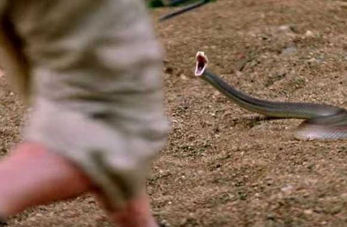 Wildlife Guard's Campaign to Avoid Snake-Human Conflict! | साप-मानव संघर्ष टाळण्यासाठी वन्य जीव रक्षकांची मोहिम! Wildlife Guard's Campaign to Avoid Snake-Human Conflict! | साप-मानव संघर्ष टाळण्यासाठी वन्य जीव रक्षकांची मोहिम!