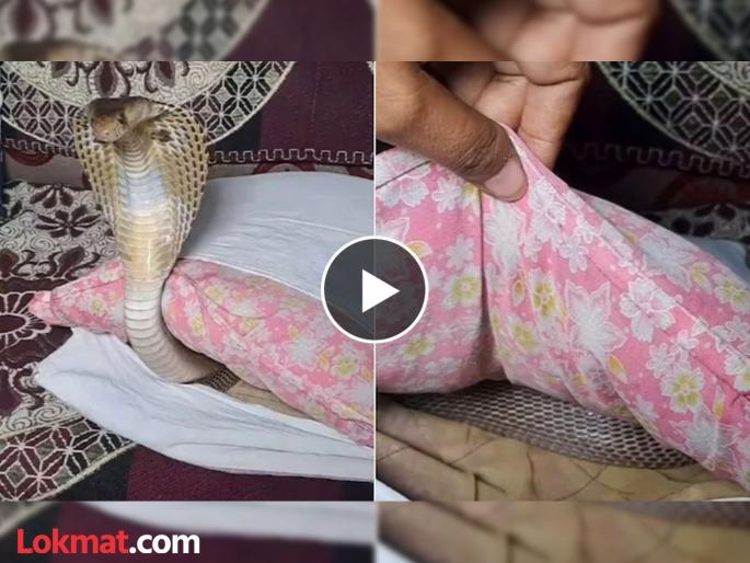 Cobra hidden in pillow cover snake catcher tried to take it out watch video | उशीखालून येत होता अजब आवाज, आत लपून बसला होता कोब्रा; बघा पुढे काय झालं! Cobra hidden in pillow cover snake catcher tried to take it out watch video | उशीखालून येत होता अजब आवाज, आत लपून बसला होता कोब्रा; बघा पुढे काय झालं!