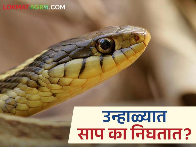Why do snake sightings increase in summer season? Find out in detail? | उन्हाळ्यात साप दिसण्याचे प्रमाण का वाढते? जाणून घ्या सविस्तर? Why do snake sightings increase in summer season? Find out in detail? | उन्हाळ्यात साप दिसण्याचे प्रमाण का वाढते? जाणून घ्या सविस्तर?