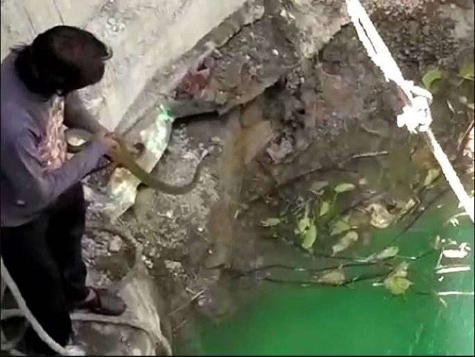 Man save Snake 70 Feet Deep In Well Ratlam Mp | मजुरांची उडाली भांबेरी; पण पोहता येत नसतानाही सर्पमित्रानं विहिरीतील सापाला दिलं जीवदान Man save Snake 70 Feet Deep In Well Ratlam Mp | मजुरांची उडाली भांबेरी; पण पोहता येत नसतानाही सर्पमित्रानं विहिरीतील सापाला दिलं जीवदान