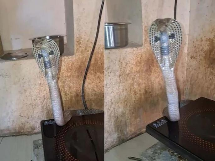 Snake came out behind from the induction watch video | VIDEO : इंडक्शनच्या मागे लपला होता साप, फणा काढून बाहेर आला आणि मग... Snake came out behind from the induction watch video | VIDEO : इंडक्शनच्या मागे लपला होता साप, फणा काढून बाहेर आला आणि मग...