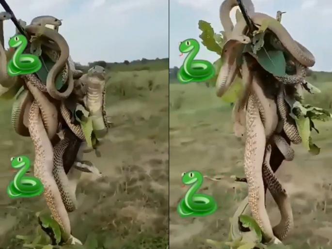 king cobras fighting to climb tree video goes viral on social media | Viral Video: झाडावर चढण्यासाठी किंग कोब्रांमध्ये झटापट, व्हिडिओ पाहुन होईल थरकाप king cobras fighting to climb tree video goes viral on social media | Viral Video: झाडावर चढण्यासाठी किंग कोब्रांमध्ये झटापट, व्हिडिओ पाहुन होईल थरकाप