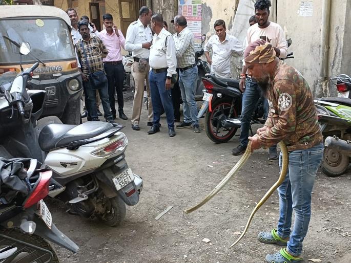 Kalyan Traffic Office A big snake came out rescued | कल्याण ट्रॅफिक ऑफिसमध्ये निघाला भला मोठा साप Kalyan Traffic Office A big snake came out rescued | कल्याण ट्रॅफिक ऑफिसमध्ये निघाला भला मोठा साप