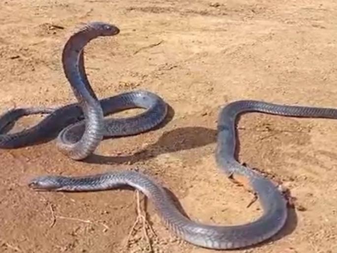 nag nagin love story: A snake was found dead while being dug by a JCB; female snake's sitting there for hours... She was 16-17 years with snake Emotional Story trending video | जेसीबीने खोदत असताना नाग मृत पावला; नागीण जागची हलेचना... १६-१७ वर्षांची होती सोबत nag nagin love story: A snake was found dead while being dug by a JCB; female snake's sitting there for hours... She was 16-17 years with snake Emotional Story trending video | जेसीबीने खोदत असताना नाग मृत पावला; नागीण जागची हलेचना... १६-१७ वर्षांची होती सोबत