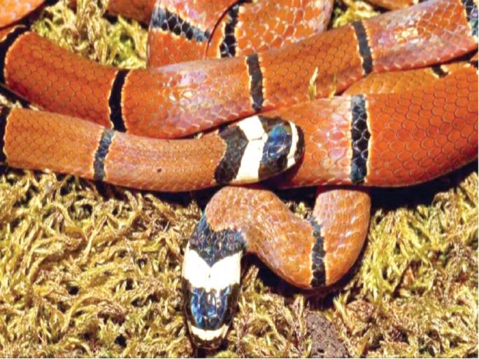 A snake that was seen for the first time!, know what are the features? | असा साप जो पहिल्यांदाच दिसला!, जाणून घ्या काय आहेत वैशिष्ट्ये? A snake that was seen for the first time!, know what are the features? | असा साप जो पहिल्यांदाच दिसला!, जाणून घ्या काय आहेत वैशिष्ट्ये?