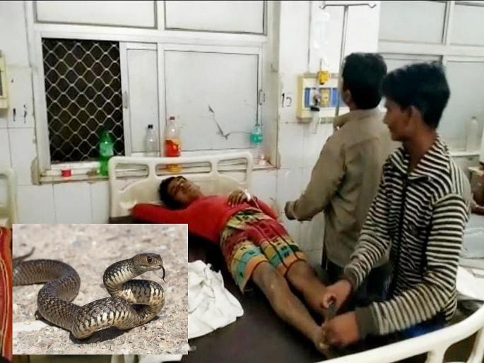 A snake entered the stomach from the private part, the doctor was speechless after seeing the screaming patient, after that... | म्हणे प्रायव्हेट पार्टमधून पोटात घुसला साप, विव्हळणाऱ्या रुग्णाला पाहून डॉक्टरही अवाक्, त्यानंतर... A snake entered the stomach from the private part, the doctor was speechless after seeing the screaming patient, after that... | म्हणे प्रायव्हेट पार्टमधून पोटात घुसला साप, विव्हळणाऱ्या रुग्णाला पाहून डॉक्टरही अवाक्, त्यानंतर...