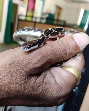 Rare snake found in Nagpur | नागपुरात आढळला दुर्मिळ साप Rare snake found in Nagpur | नागपुरात आढळला दुर्मिळ साप