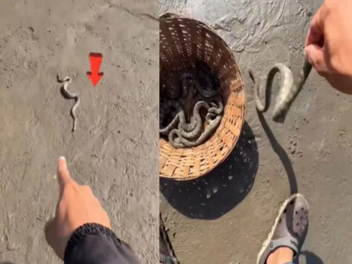 VIRAL: No fear, just thrill! One person saved the lives of more than 100 poisonous snakes; Netizens are shocked after watching the video | VIRAL : भीती नाही, थरार! एका व्यक्तीने १००हून अधिक विषारी सापांचा वाचवला जीव; Video पाहून नेटकरी हैराण VIRAL: No fear, just thrill! One person saved the lives of more than 100 poisonous snakes; Netizens are shocked after watching the video | VIRAL : भीती नाही, थरार! एका व्यक्तीने १००हून अधिक विषारी सापांचा वाचवला जीव; Video पाहून नेटकरी हैराण