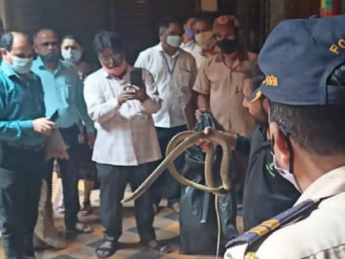 Snake in Judge's Chamber in Mumbai High Court, commotion in the premises | मुंबई उच्च न्यायालयात न्यायाधीशांच्या चेंबरमध्ये साप, परिसरात एकच खळबळ Snake in Judge's Chamber in Mumbai High Court, commotion in the premises | मुंबई उच्च न्यायालयात न्यायाधीशांच्या चेंबरमध्ये साप, परिसरात एकच खळबळ