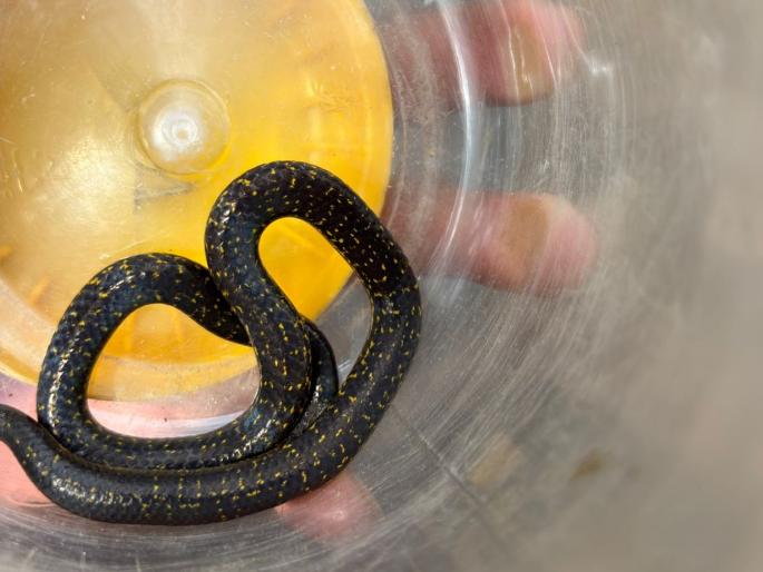 Nature's gift! Rare 'Khapar Khavalya' snake seen in Shiral; Snake friends make safe migration | निसर्गाची देणगी! शिराळ्यात दुर्मिळ 'खापर खवल्या' सापाचे दर्शन; सर्पमित्रांनी केले सुरक्षित स्थलांतर Nature's gift! Rare 'Khapar Khavalya' snake seen in Shiral; Snake friends make safe migration | निसर्गाची देणगी! शिराळ्यात दुर्मिळ 'खापर खवल्या' सापाचे दर्शन; सर्पमित्रांनी केले सुरक्षित स्थलांतर