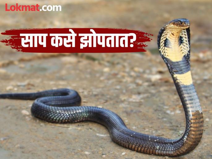 How do Snakes sleep? Scientists make a surprising revelation! | साप झोपतात का? कसे झोपतात? वैज्ञानिकांनी केला आश्चर्यजनक खुलासा! How do Snakes sleep? Scientists make a surprising revelation! | साप झोपतात का? कसे झोपतात? वैज्ञानिकांनी केला आश्चर्यजनक खुलासा!