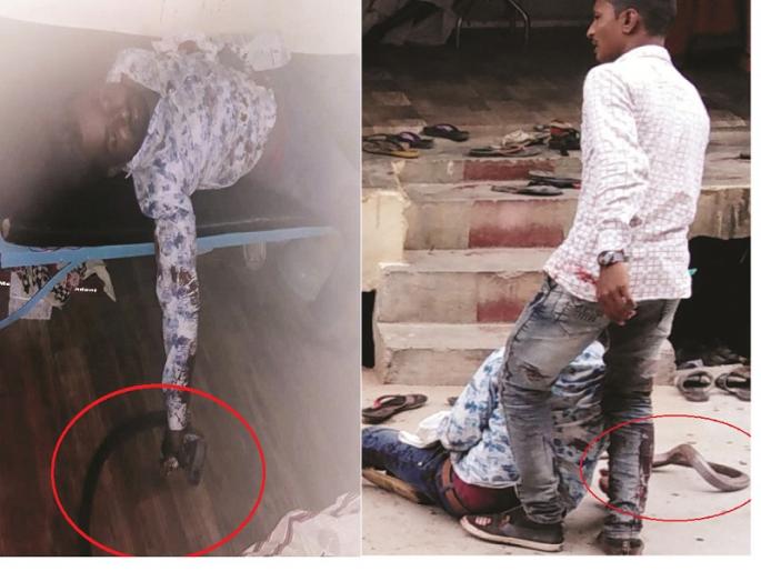 After taking a bitten cobra, he traveled 10 km to the hospital | दंश केलेला कोब्रा घेवून 'तो' १० किमीचा प्रवास करत आला रुग्णालयात