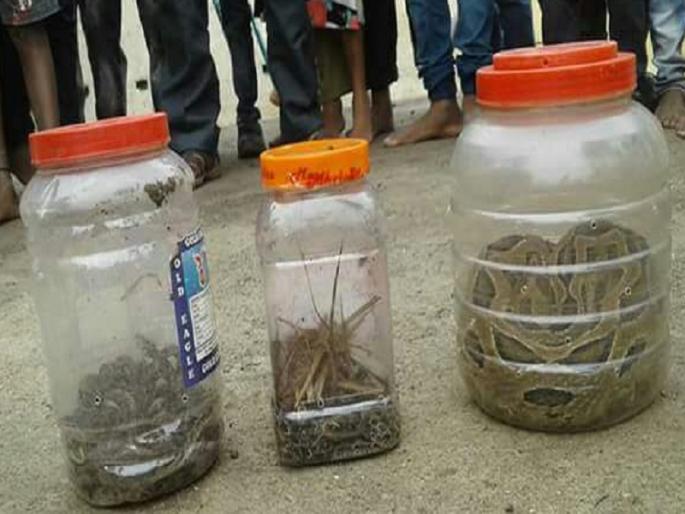 Amazing! School of Zilla Parishad from vasmat filled with snakes | अबब ! जिल्हा परिषद शाळेत भरली सापांची शाळा Amazing! School of Zilla Parishad from vasmat filled with snakes | अबब ! जिल्हा परिषद शाळेत भरली सापांची शाळा