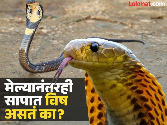 Snake Venom Facts : Can a dead snake still bite, Is a dead snake still poisonous | मेल्यानंतरही सापात विष असतं का आणि तो दंश करू शकतो का? पाहा काय सांगतात एक्सपर्ट Snake Venom Facts : Can a dead snake still bite, Is a dead snake still poisonous | मेल्यानंतरही सापात विष असतं का आणि तो दंश करू शकतो का? पाहा काय सांगतात एक्सपर्ट