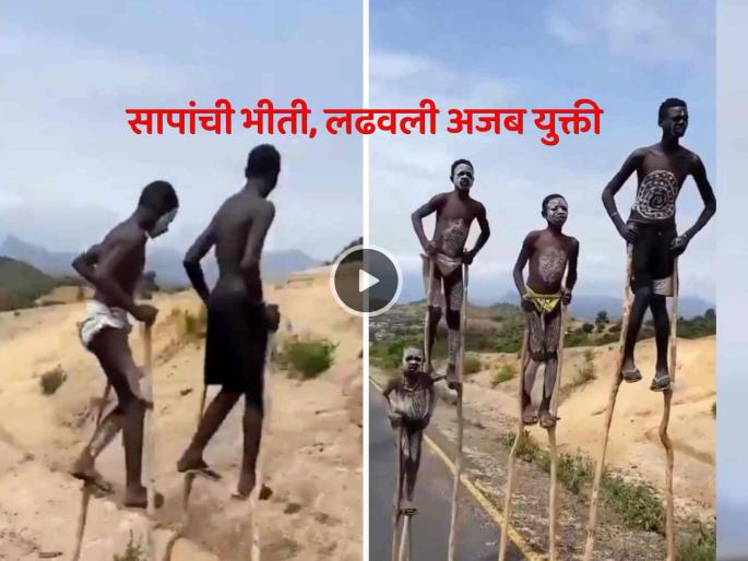 viral video on social media people of Banna Tribe in Ethiopia protects themselves from poisonous snakes watch | Video: विषारी सापांच्या भीतीमुळे लोकांनी काठ्यांवर चालायला केली सुरुवात, पाहा अजब पद्धत viral video on social media people of Banna Tribe in Ethiopia protects themselves from poisonous snakes watch | Video: विषारी सापांच्या भीतीमुळे लोकांनी काठ्यांवर चालायला केली सुरुवात, पाहा अजब पद्धत