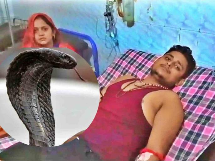 viral news uttar pradesh snake attack case vikas dubey bitten for six Time | एकच साप सहा वेळा चावला, पिच्छा सोडविण्यासाठी तरुण मावशीकडून काकाकडे गेला, तिथेही... viral news uttar pradesh snake attack case vikas dubey bitten for six Time | एकच साप सहा वेळा चावला, पिच्छा सोडविण्यासाठी तरुण मावशीकडून काकाकडे गेला, तिथेही...
