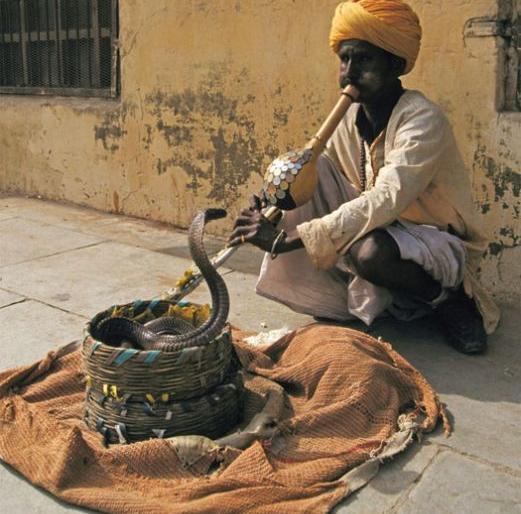 Beware if you play with snakes ... | सापांशी खेळाल तर खबरदार...