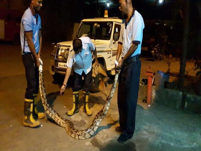 snake found in Bhayander | अबब... भाईंदर मध्ये सापडला अजस्त्र अजगर! snake found in Bhayander | अबब... भाईंदर मध्ये सापडला अजस्त्र अजगर!