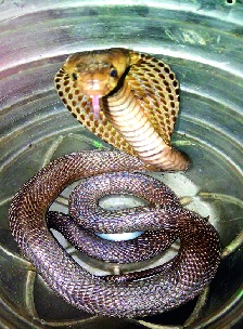 Young people for the protection of snakes! | सापांच्या रक्षणासाठी सरसावली युवा मंडळी! Young people for the protection of snakes! | सापांच्या रक्षणासाठी सरसावली युवा मंडळी!