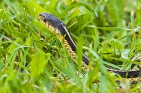 Farmers beware! Snake no increasing in crops in washim | शेतकऱ्यांनो सावधान! पिकात वाढतोय सापांचा संचार Farmers beware! Snake no increasing in crops in washim | शेतकऱ्यांनो सावधान! पिकात वाढतोय सापांचा संचार